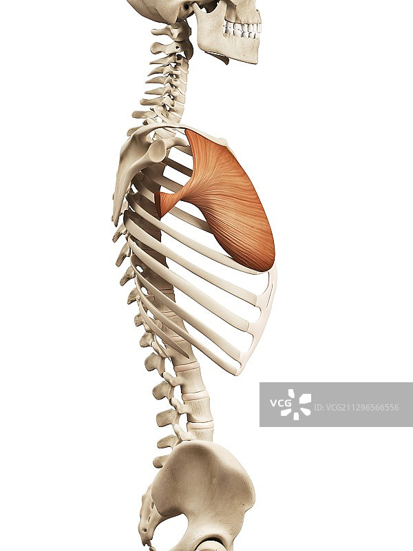 人体胸肌插图图片素材