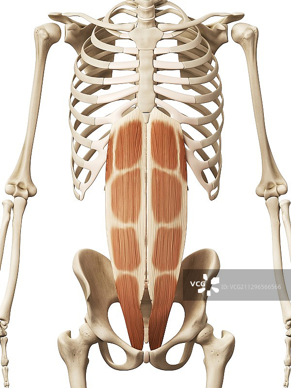人类腹部肌肉图图片素材