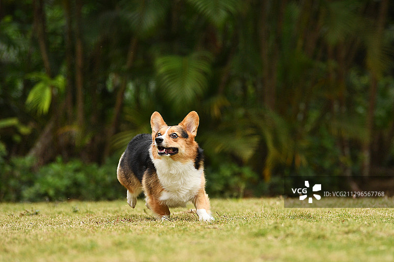 草坪上的柯基犬图片素材