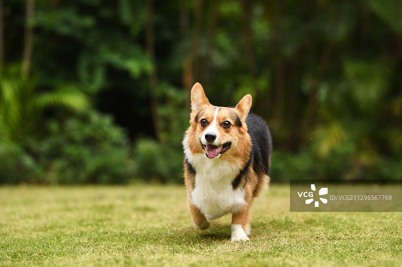 草坪上的柯基犬图片素材