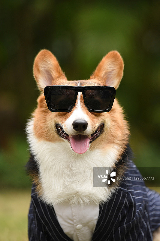 穿西装的柯基犬图片素材