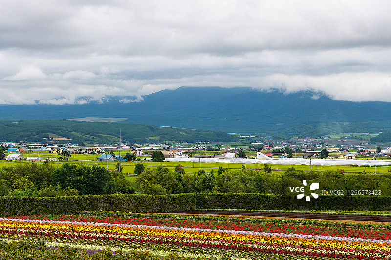 日本北海道富良野彩色花田与房屋户外风光图片素材