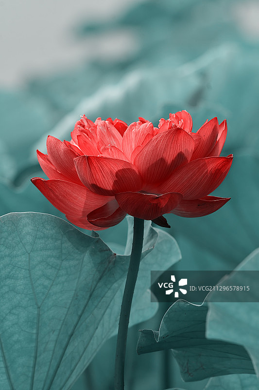 出淤泥而不染图片素材