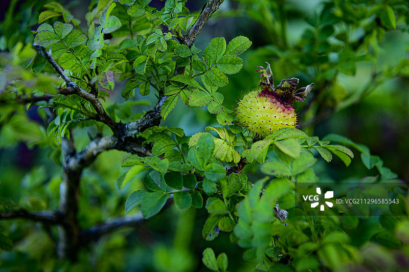 刺梨图片素材
