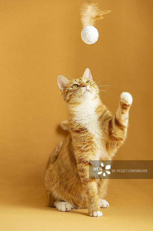 猫和玩具鸡毛球图片素材