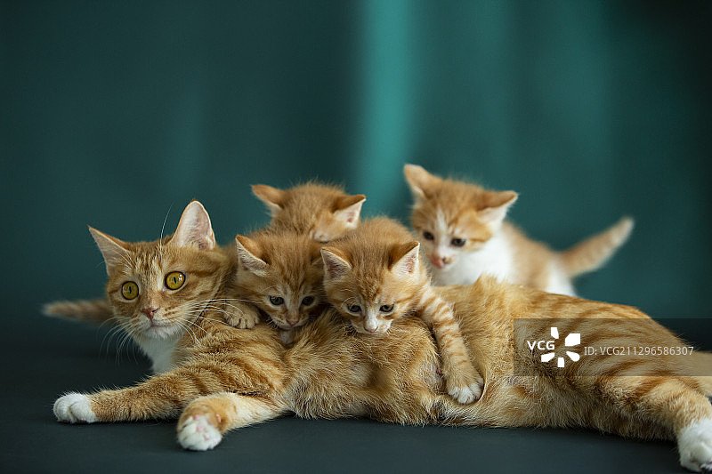 猫妈妈和四只小猫图片素材