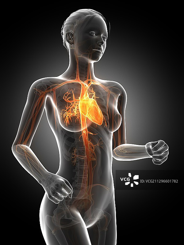 女性血管系统示意图图片素材