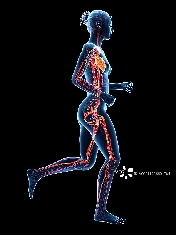 跑步者血管系统示意图图片素材