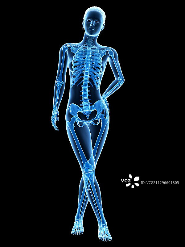 人体骨骼系统，插图图片素材