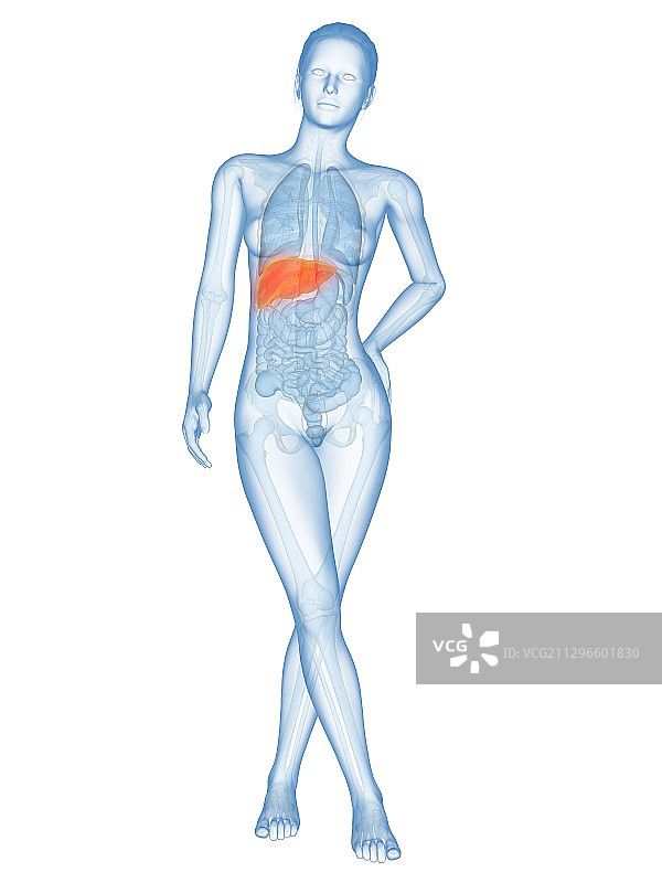 人类的肝脏、插图图片素材