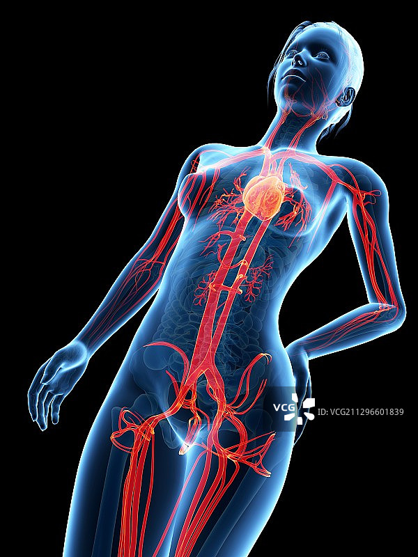 人体血管系统，插图图片素材