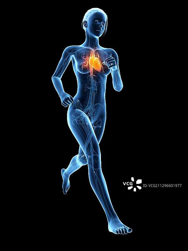 跑者的心脏插画图片素材