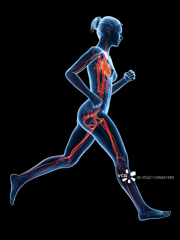 跑步者的血管系统，图示图片素材