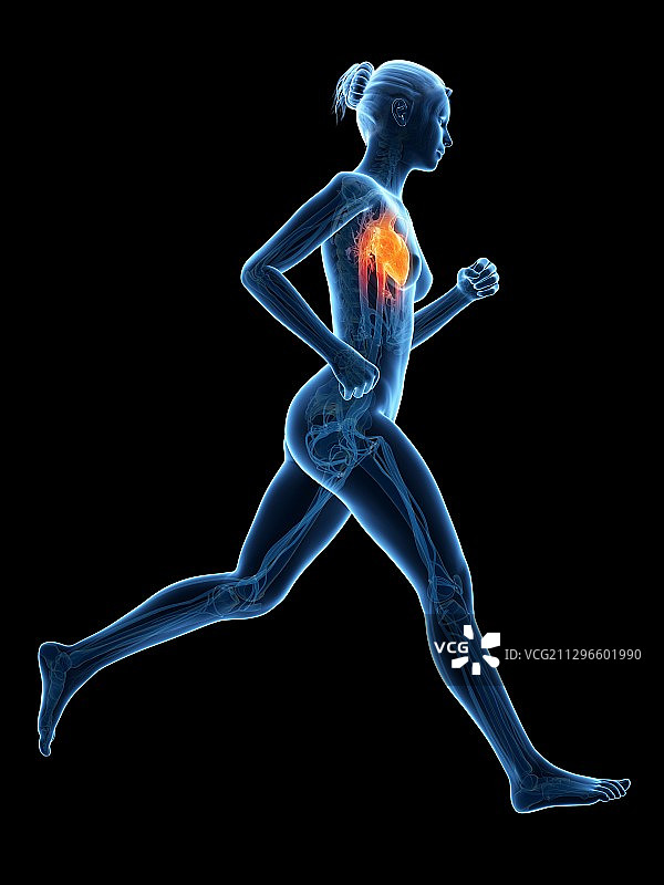 跑者的心脏插画图片素材