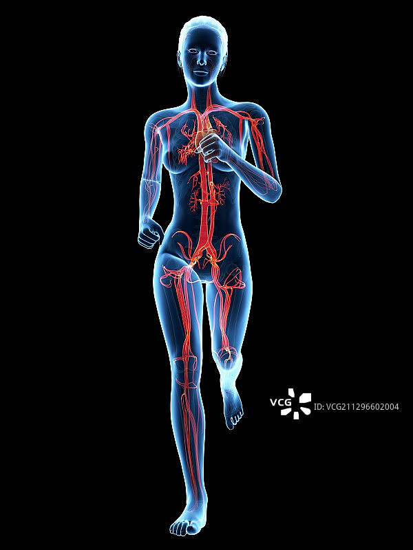 跑步者的血管系统，图示图片素材