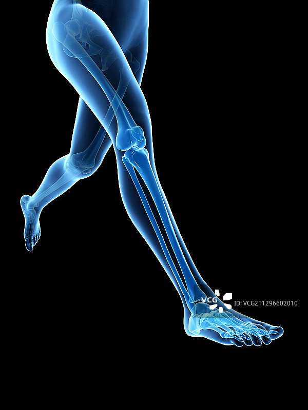人类腿骨插图图片素材