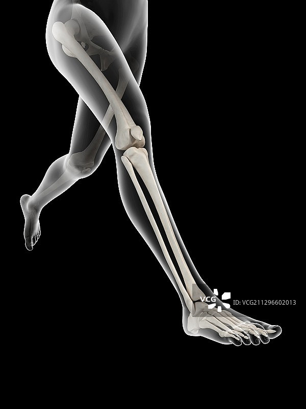 人类腿骨插图图片素材