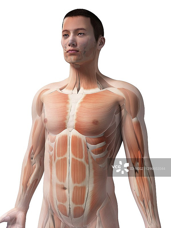 人体肌肉系统插图图片素材