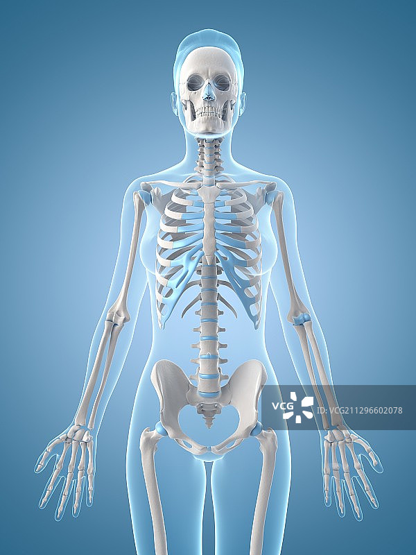 人体骨骼系统，插图图片素材