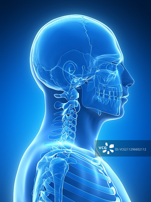 人类头骨和颈部骨骼插图图片素材