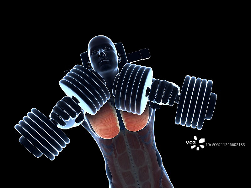 举重运动员的胸肌图片素材