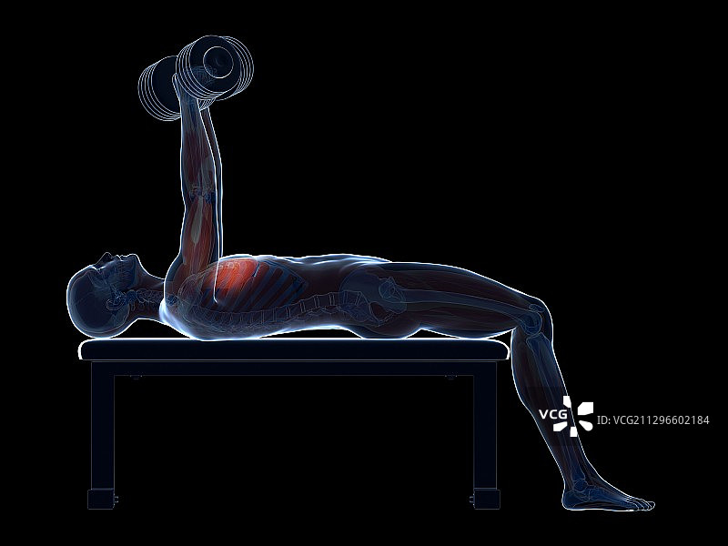 举重运动员的胸肌图片素材