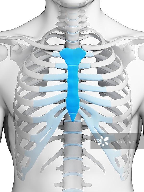 人类胸骨插图图片素材