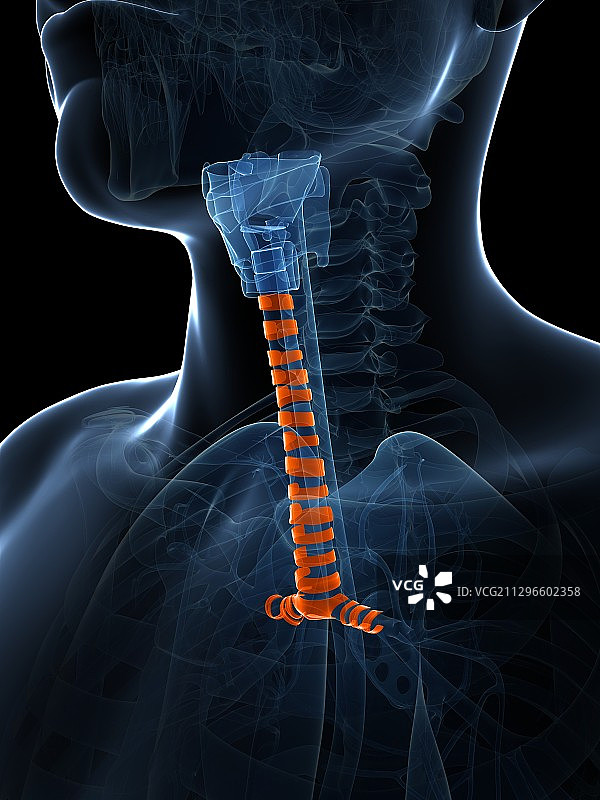 人的气管，图示图片素材
