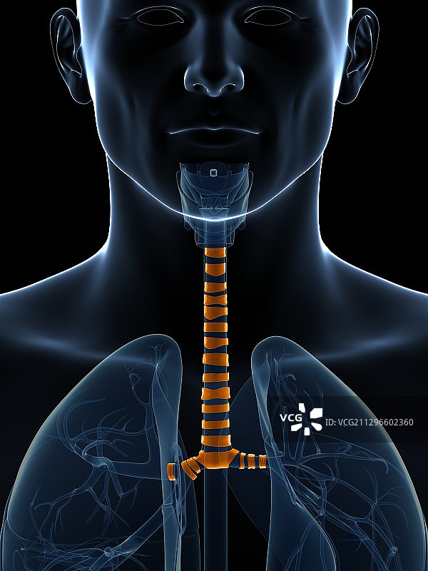 人的气管，图示图片素材