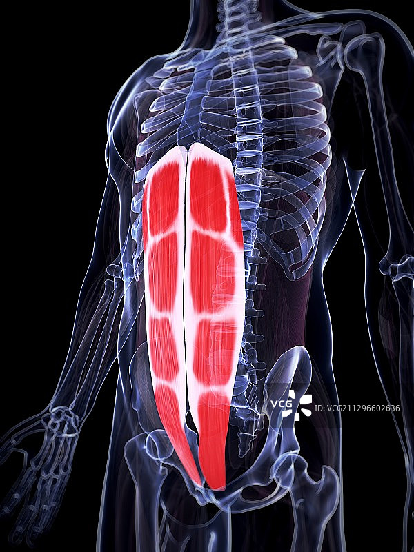 人类腹部肌肉图图片素材