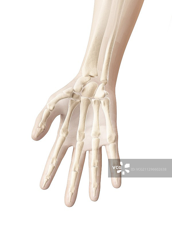 人手骨骼插图图片素材
