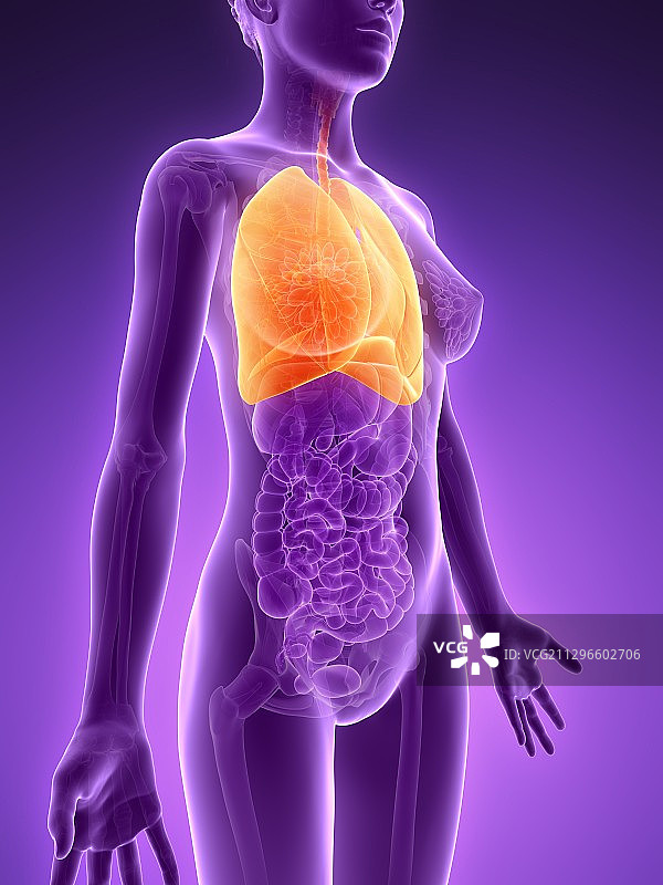 女性肺部解剖图图片素材