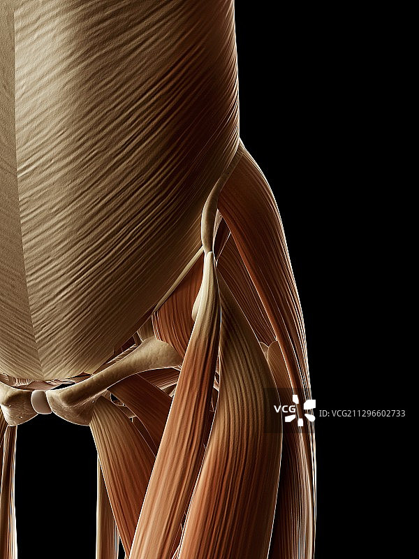 人类髋部肌肉图图片素材