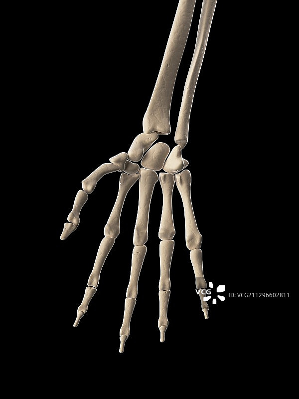人手骨骼插图图片素材