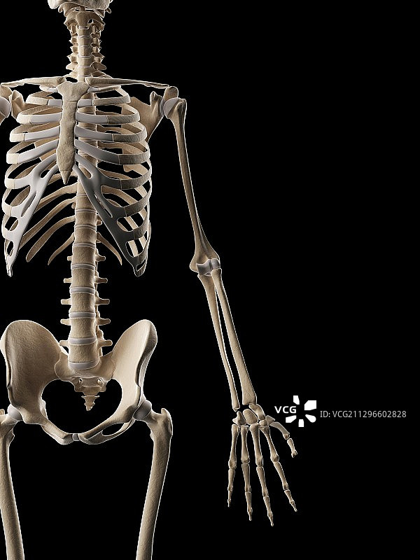 人体骨骼系统，插图图片素材