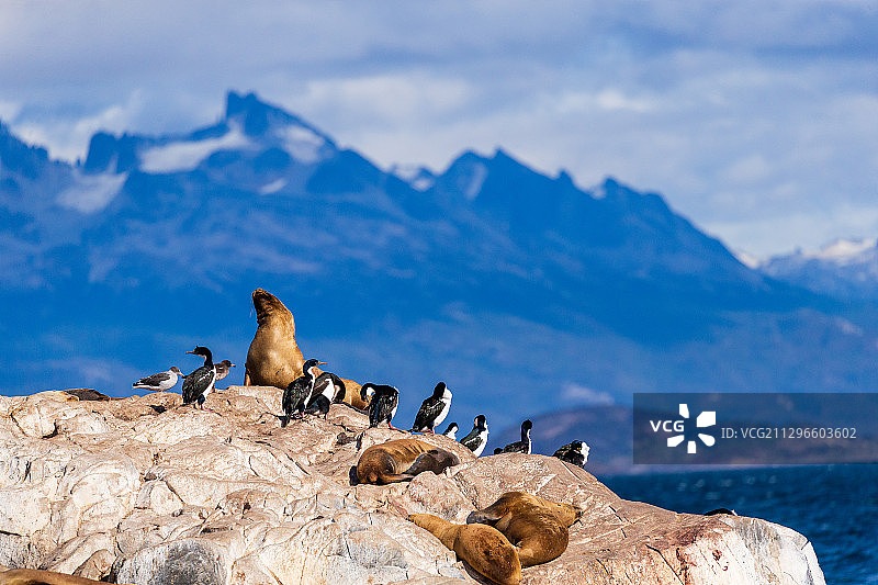 南美洲阿根廷火地岛国家公园的动物图片素材