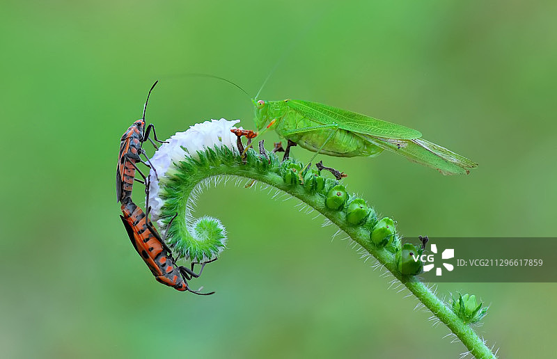 红蝽和蚱蜢在植物上相遇图片素材