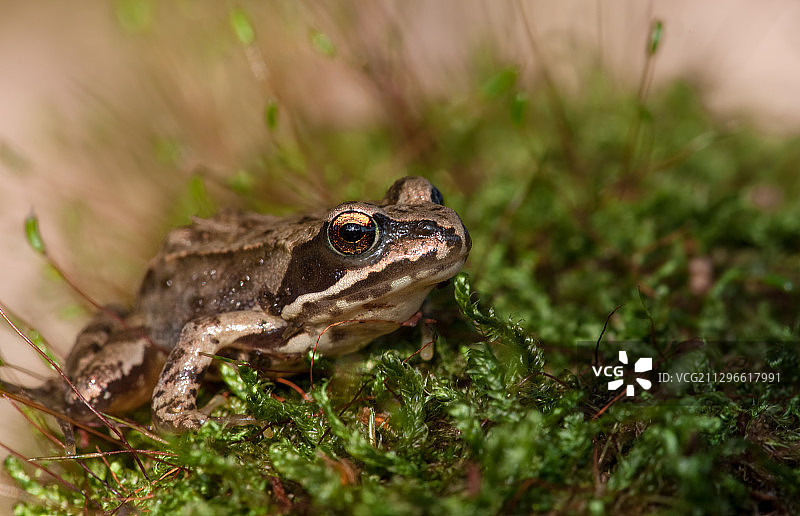 特写：丹麦海勒贝克地上的Rana Arvalis图片素材