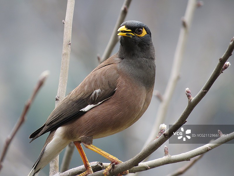 巴基斯坦阿特穆卡姆，栖息在树枝上的家八哥特写图片素材