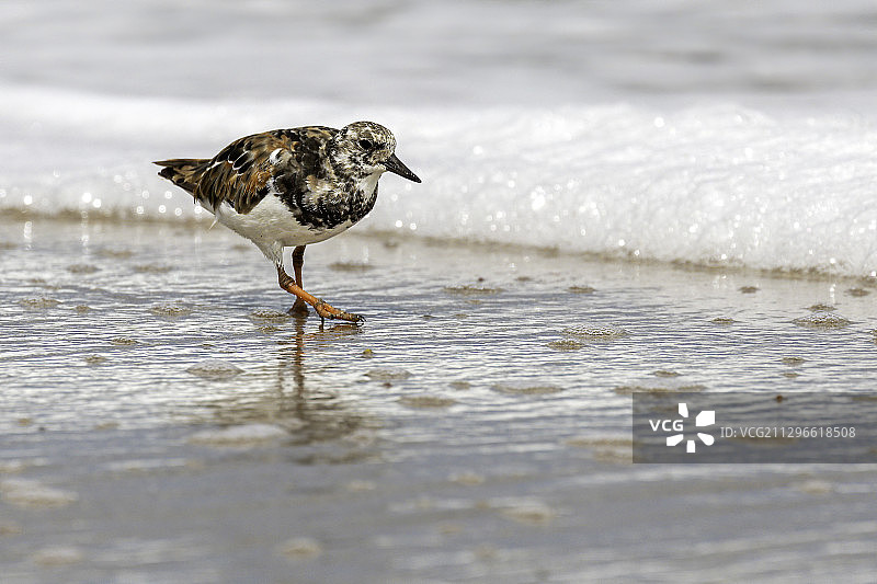 在海边行走的翻石鹬图片素材
