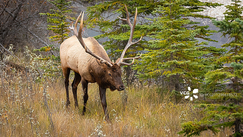 加拿大艾伯塔省贾斯珀国家公园草地上行走的加拿大马鹿图片素材