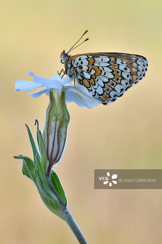 格南维尔贝母蝶停留在花朵上，德国巴特维尔斯纳克图片素材
