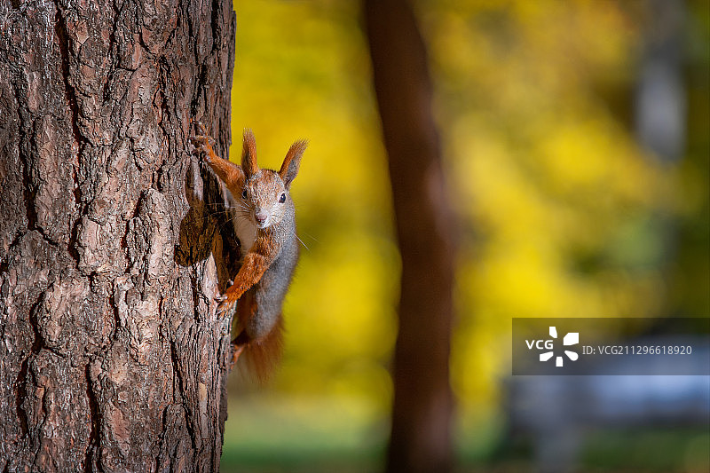 可爱松鼠攀爬树木图片素材