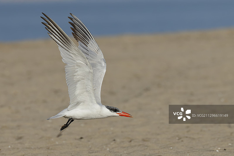 美国亨廷顿海滩飞翔的里海燕鸥特写图片素材