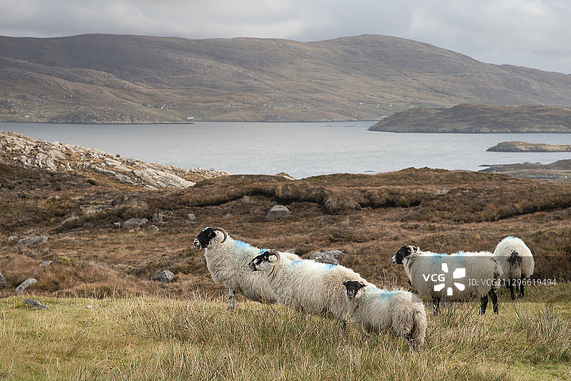 英国外赫布里底群岛斯托诺韦海景、山丘和绵羊图片素材