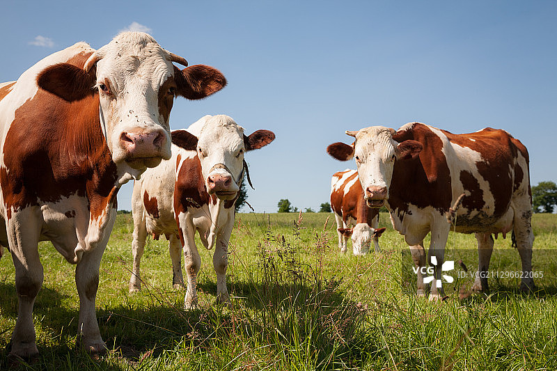 牧场上的红牛图片素材