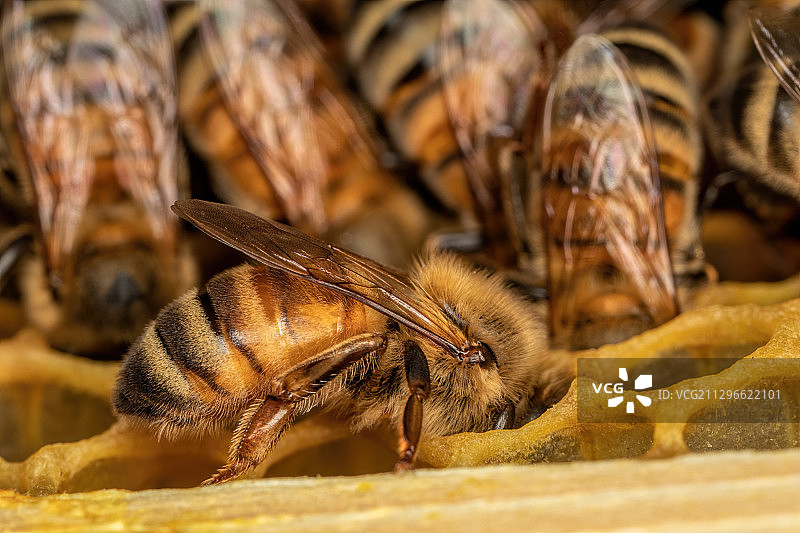 意大利皮蒂利亚诺的蜜蜂在蜂巢上工作特写图片素材