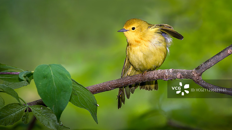 栖息在树枝上的黄莺图片素材