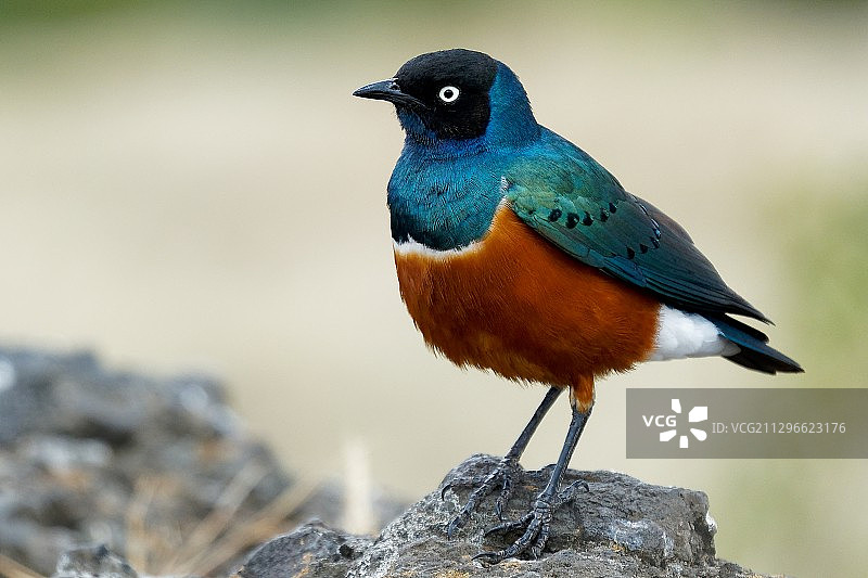 非洲椋鸟图片素材