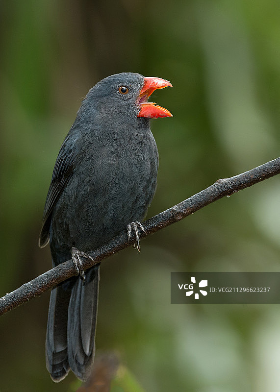 栖息在树枝上鸣叫的黑喉盐雀，巴西皮拉尔杜苏尔图片素材